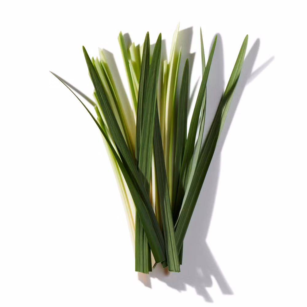 Vetiver Grass