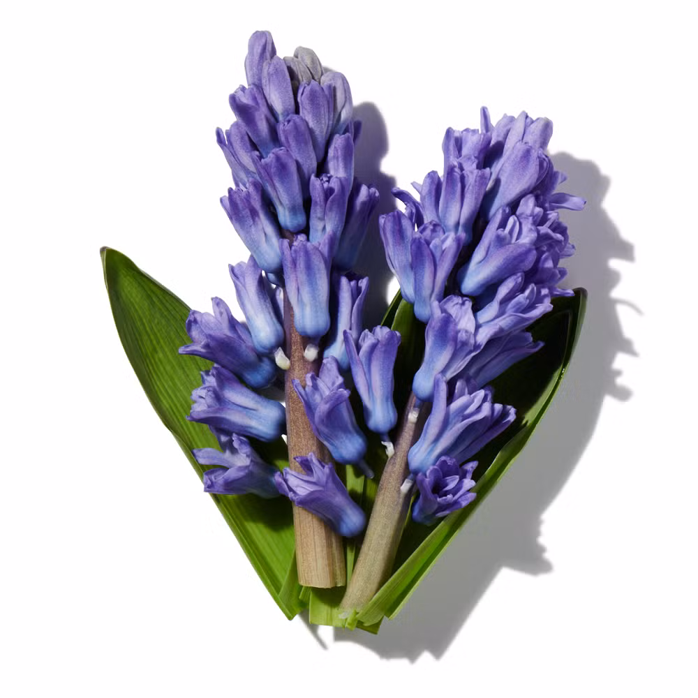Hyacinth