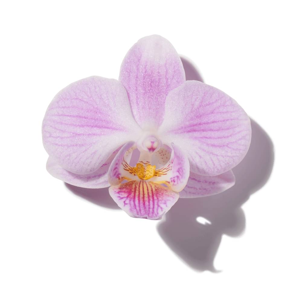 Calypso Orchid