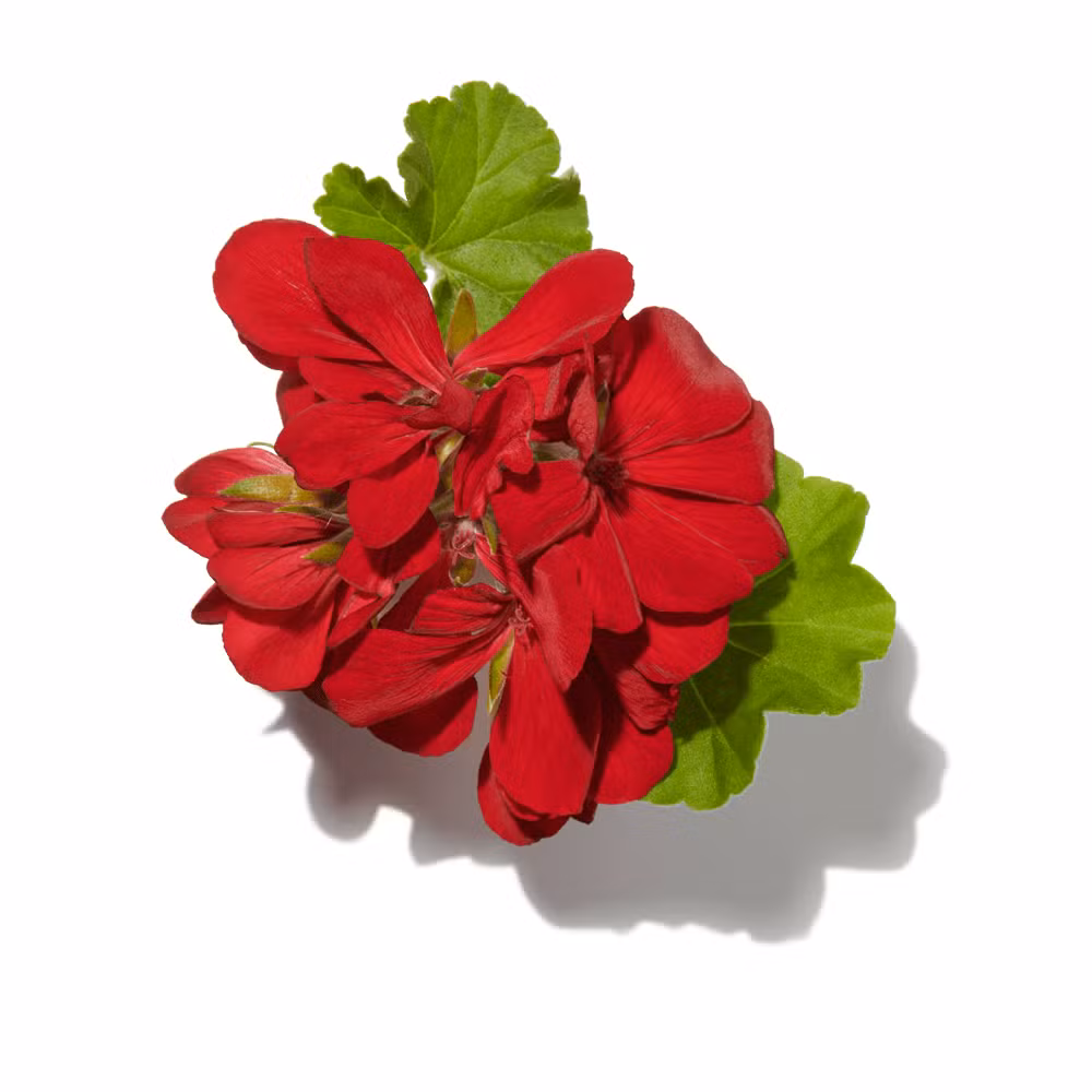 Geranium Madagascar