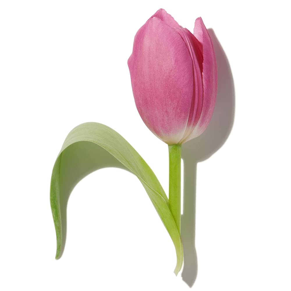 Pink Tulips