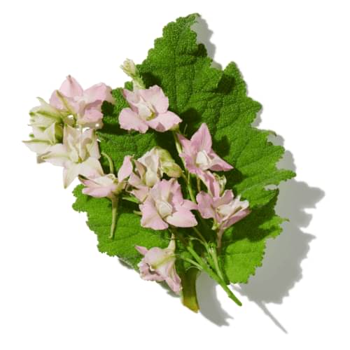 Clary Sage Absolute