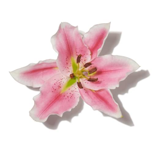 Pink Lily