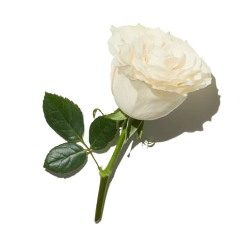 Silver Rose