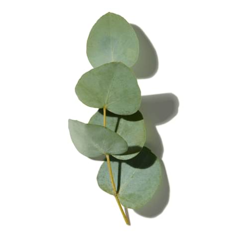 Upcycled Eucalyptus