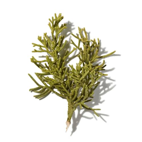 Montezuma Cypress