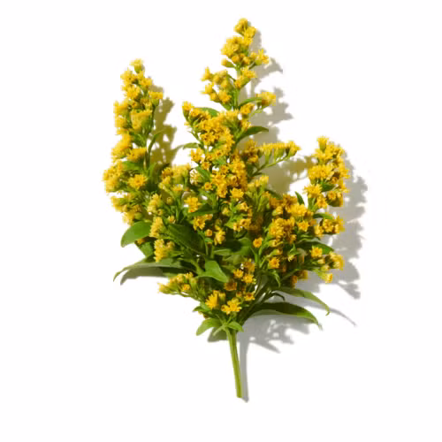 Acacias