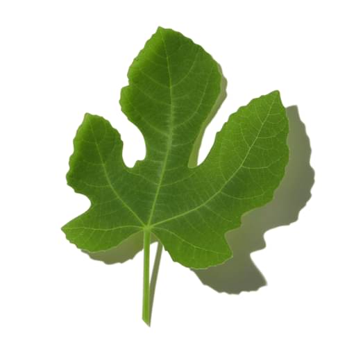 Adriatic Fig Leaves