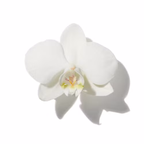 Wild Orchid