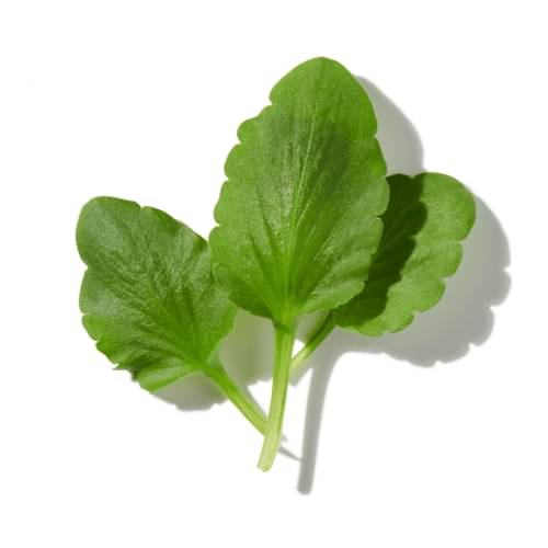 Feuille de Violette