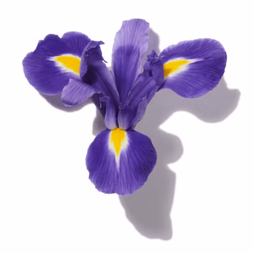 Beurre d’Iris