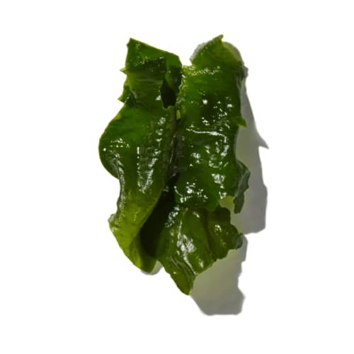 Sea Kelp