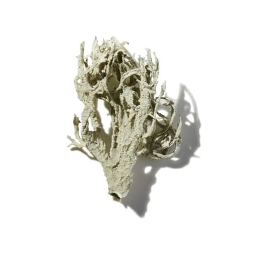 Warm Oakmoss