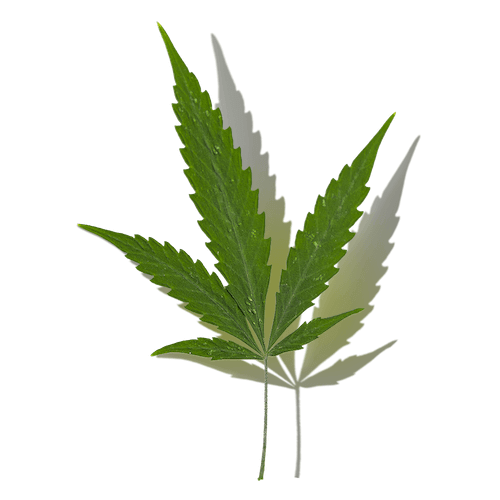 Cannabis Accord