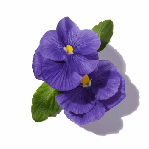 Violet Flower