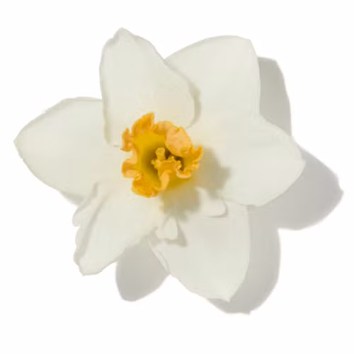 Daffodil