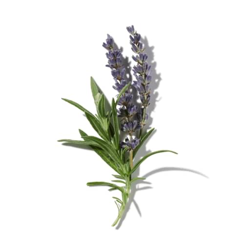 White Lavender Essence