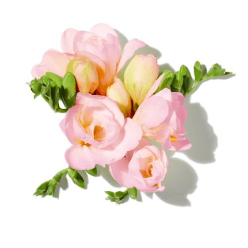 Pink Freesia