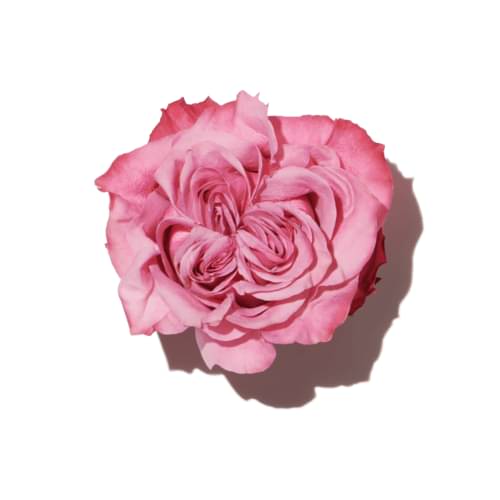 Damascena Rose