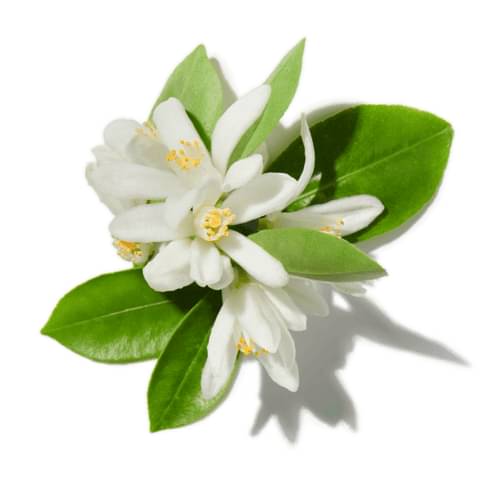 Lemon Blossoms