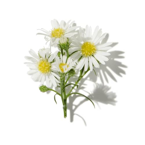 Fresh Cut Flowers