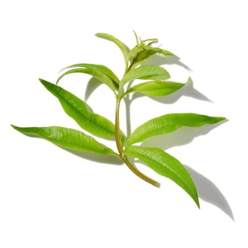 Lemon Leaves