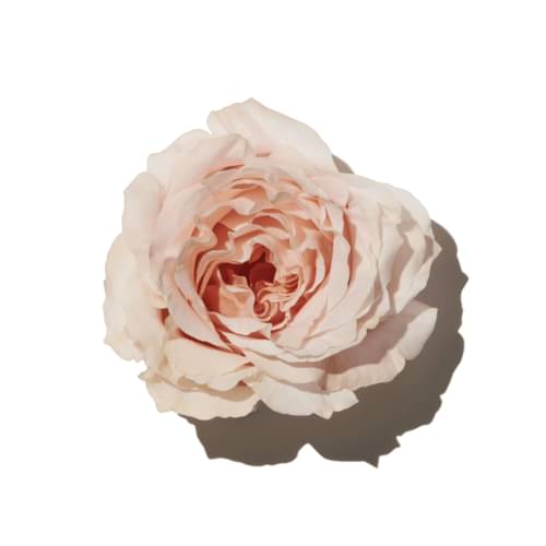 Delicate Rose