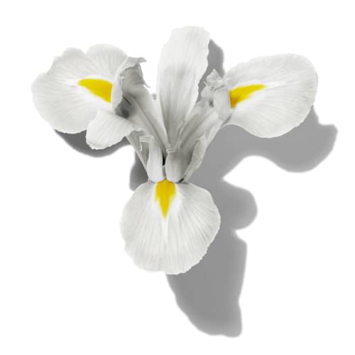 Velvety Iris