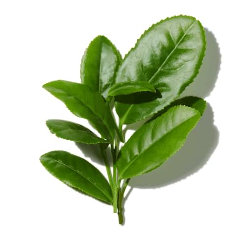 Green Leaves
