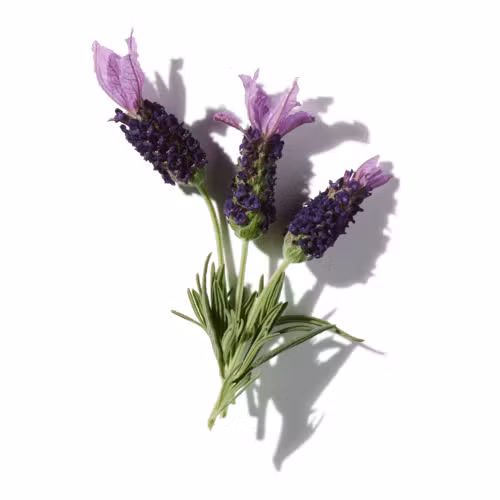 French Lavender Oil