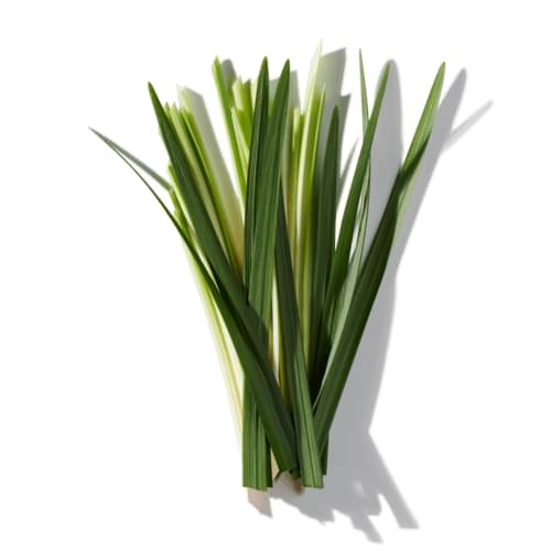 Fresh Grass