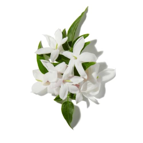 Jasmine Buds
