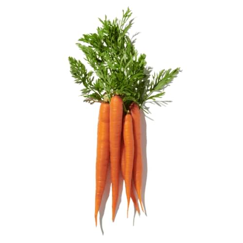 Carrot Seed