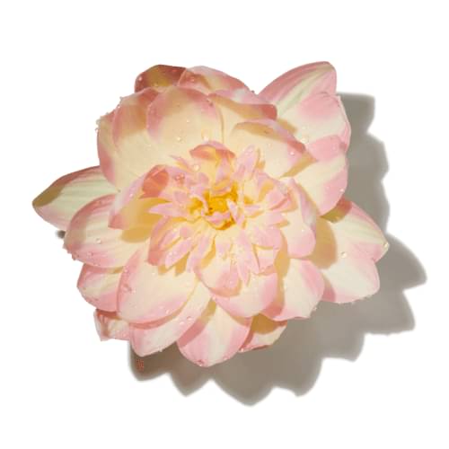 Aquatic Blooms Accord