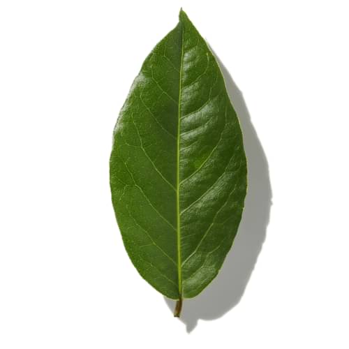 Cinnamon Leaf