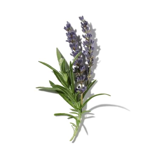 Rugged Lavender
