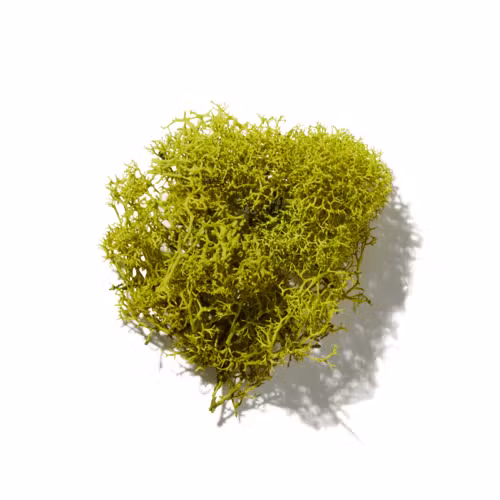 Aged Moss
