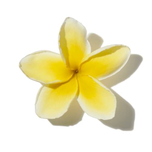 Wild Frangipani