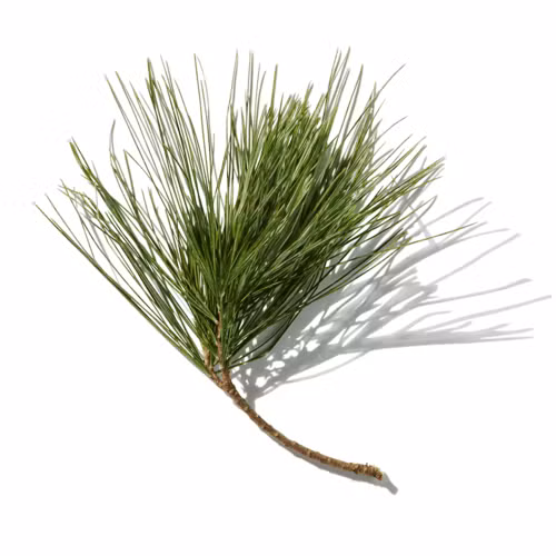 Douglas Fir