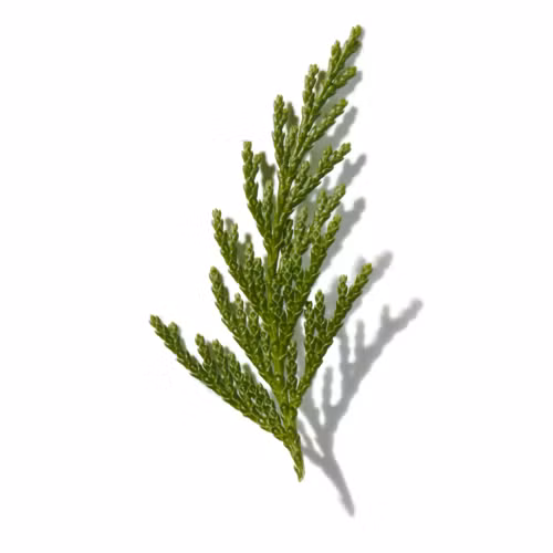 Western Hemlock