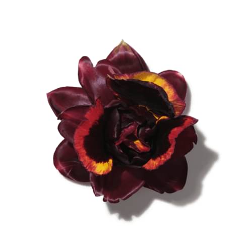 Voodoo Dancer Lily