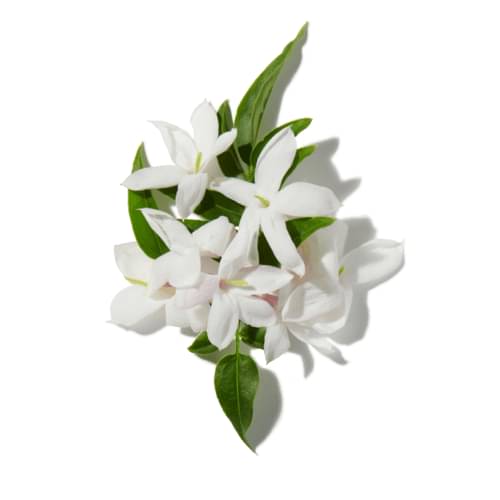 Evening Jasmine Bloom