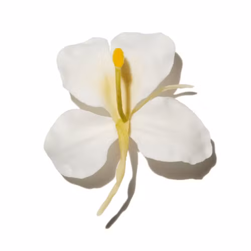Ginger Flower