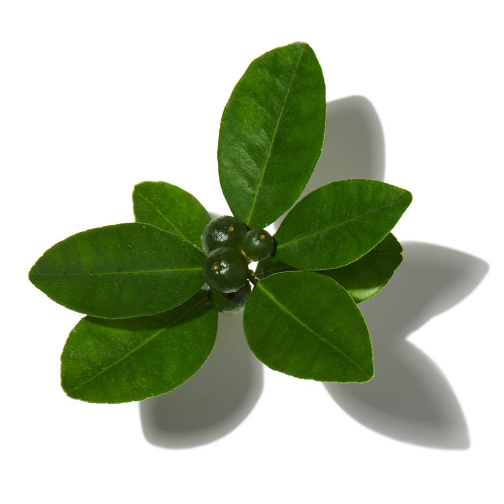 Bergamot
