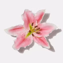 Pink Lily