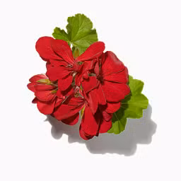 Geranium