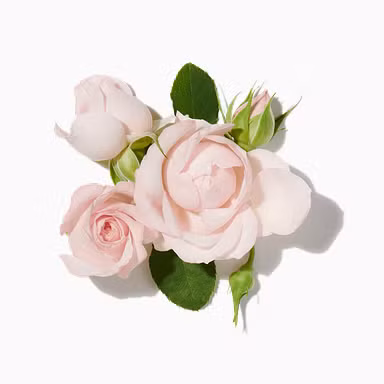 d’Ornano Rose Accord
