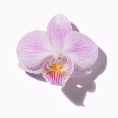 Calypso Orchid