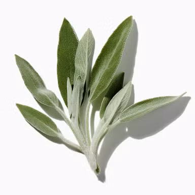 Smoked Sage