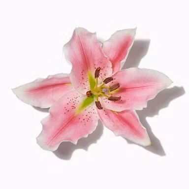 Alstroemeria